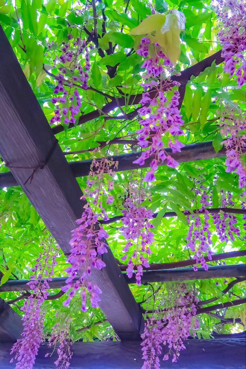 シンプル撮りで香りや咲く藤の花に誘われて⑷〜 CANON PowerShot G7X