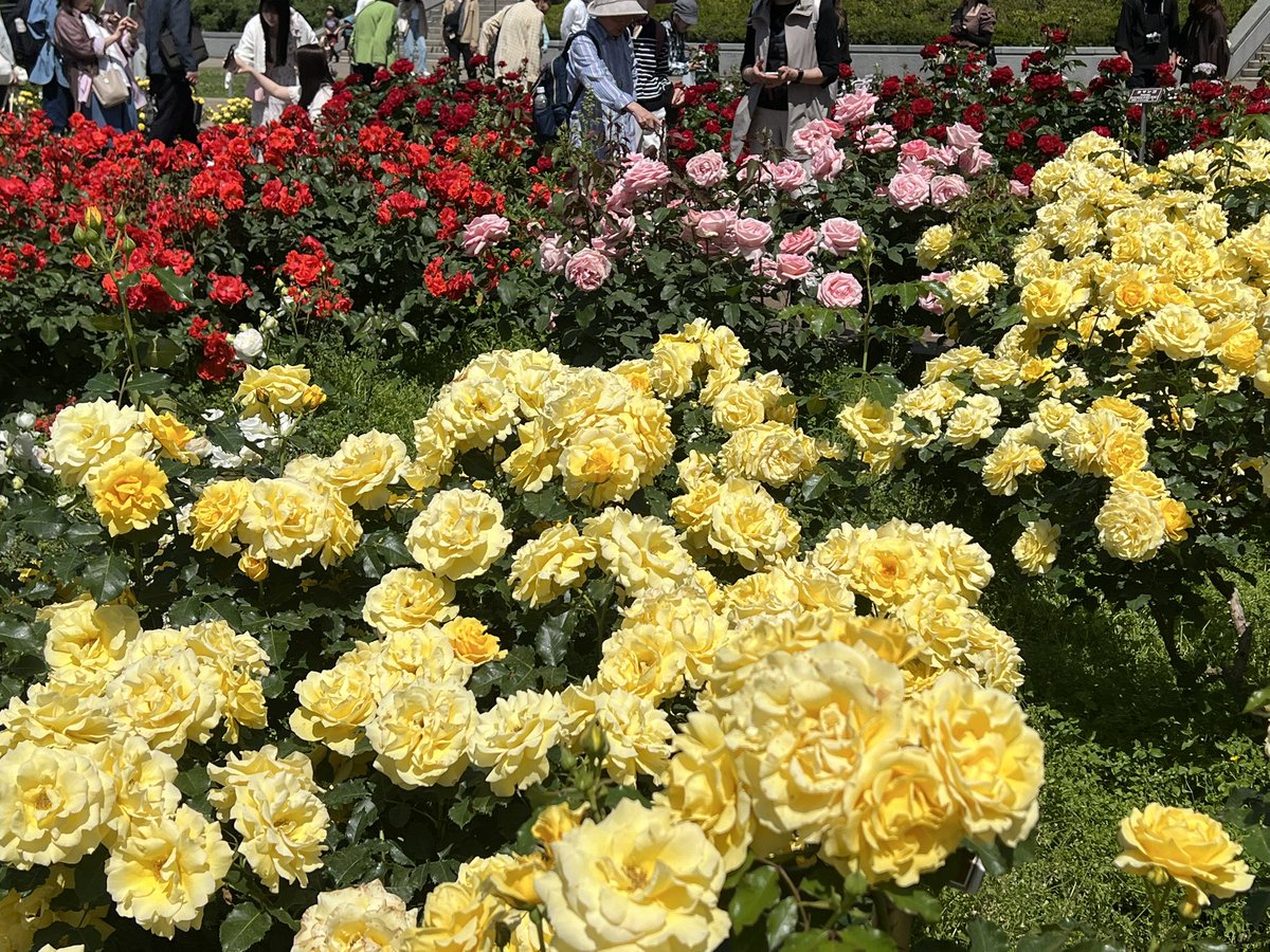 fill_mystomach's tweet photo. 神代植物公園のバラ園、圧巻だった https://t.co/v3qvoWlB2B