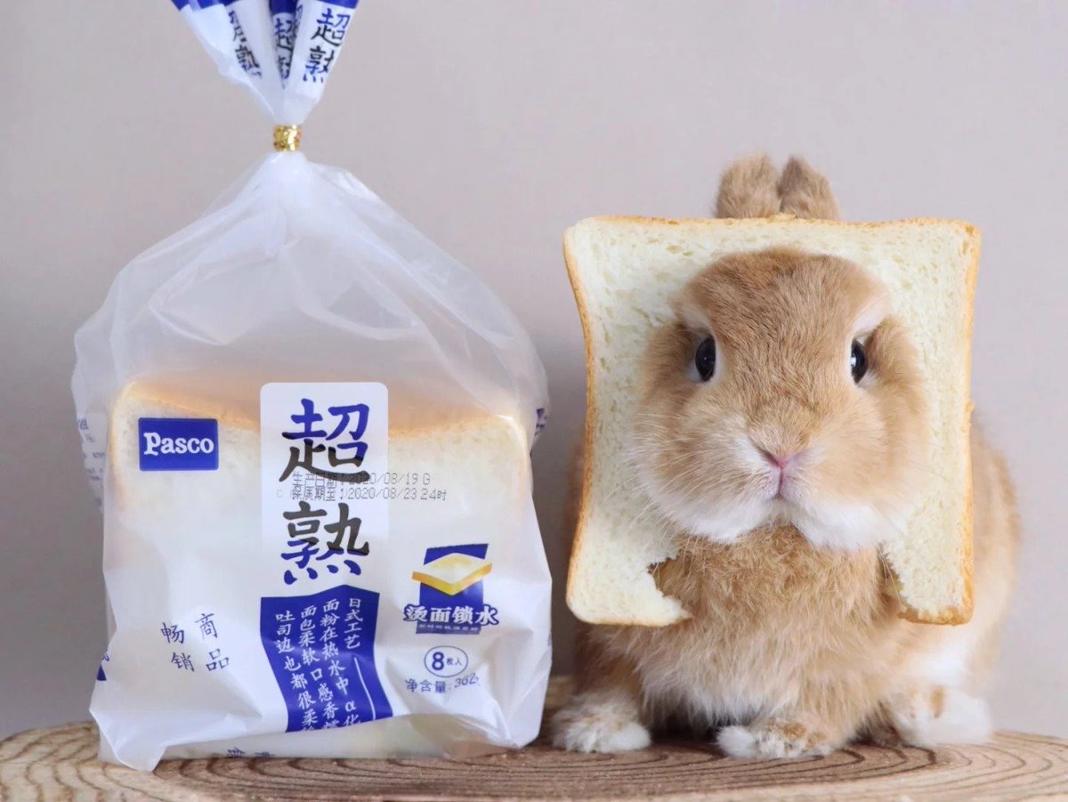 Why you should have a rabbit tweet media