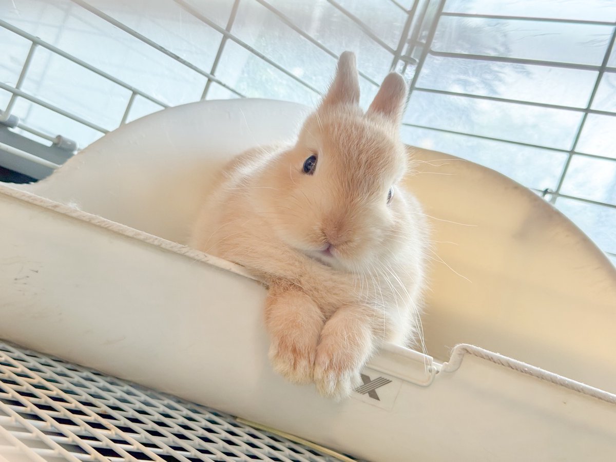 現在店頭では個性豊かな可愛らしいうさちゃんたちを、ご覧いただけます