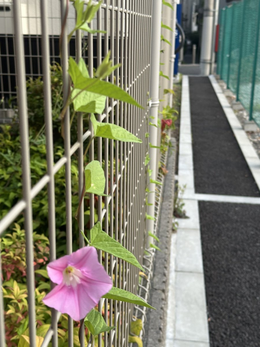 ꔘ ꗺ丑三ꔘ ꗺ tweet media