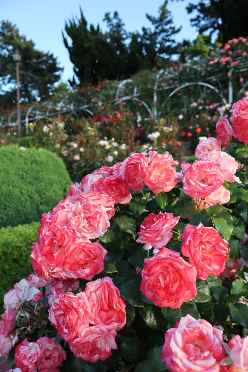 Arkuni_'s tweet photo. 【Flowers Photo】
薔薇/Rose

 #薔薇 
 #バラ園 
 #Rose 
 #RoseTuesday https://t.co/ofooUV80Vt