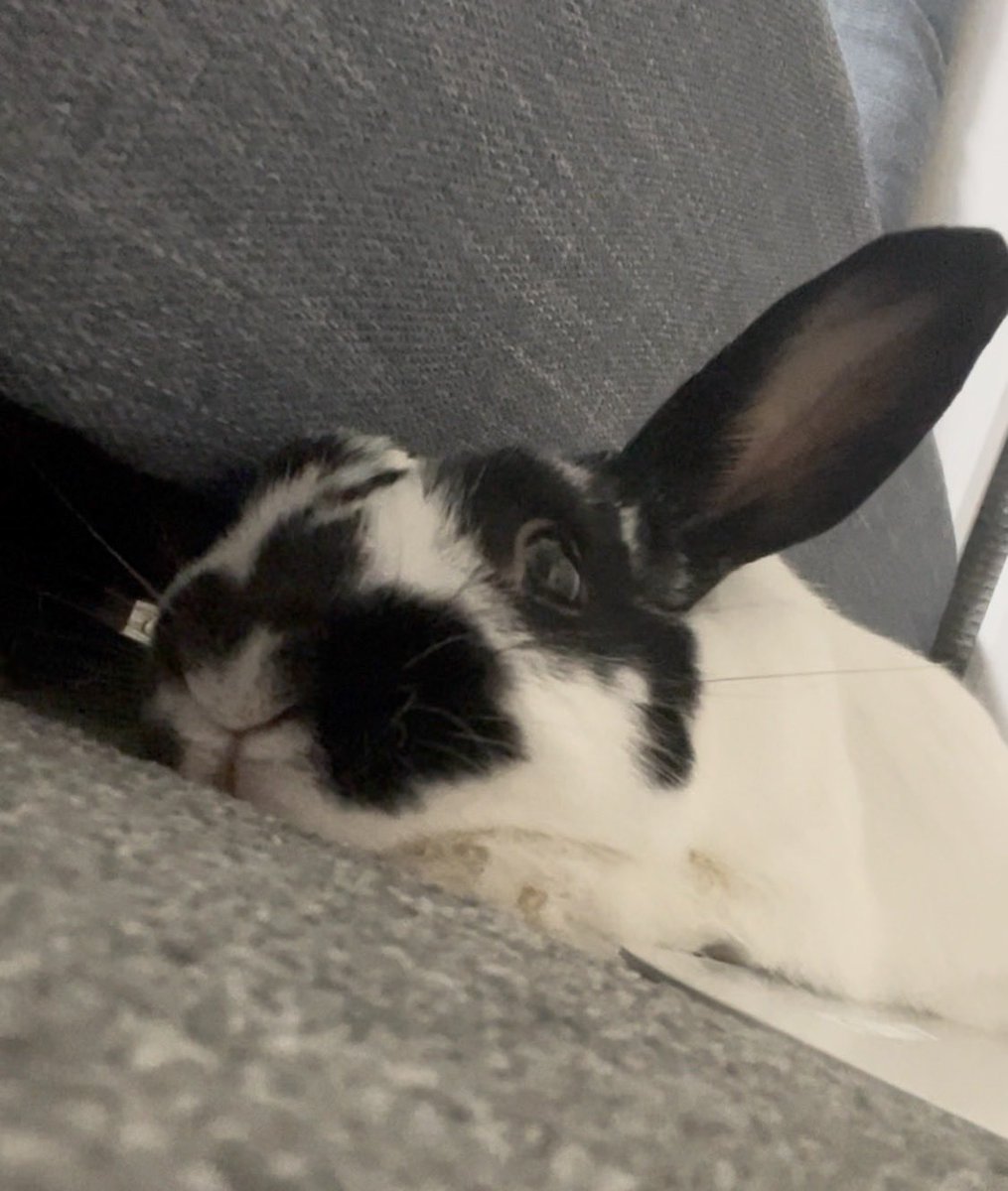 我が家の神の遣いLune様🐰 tweet media