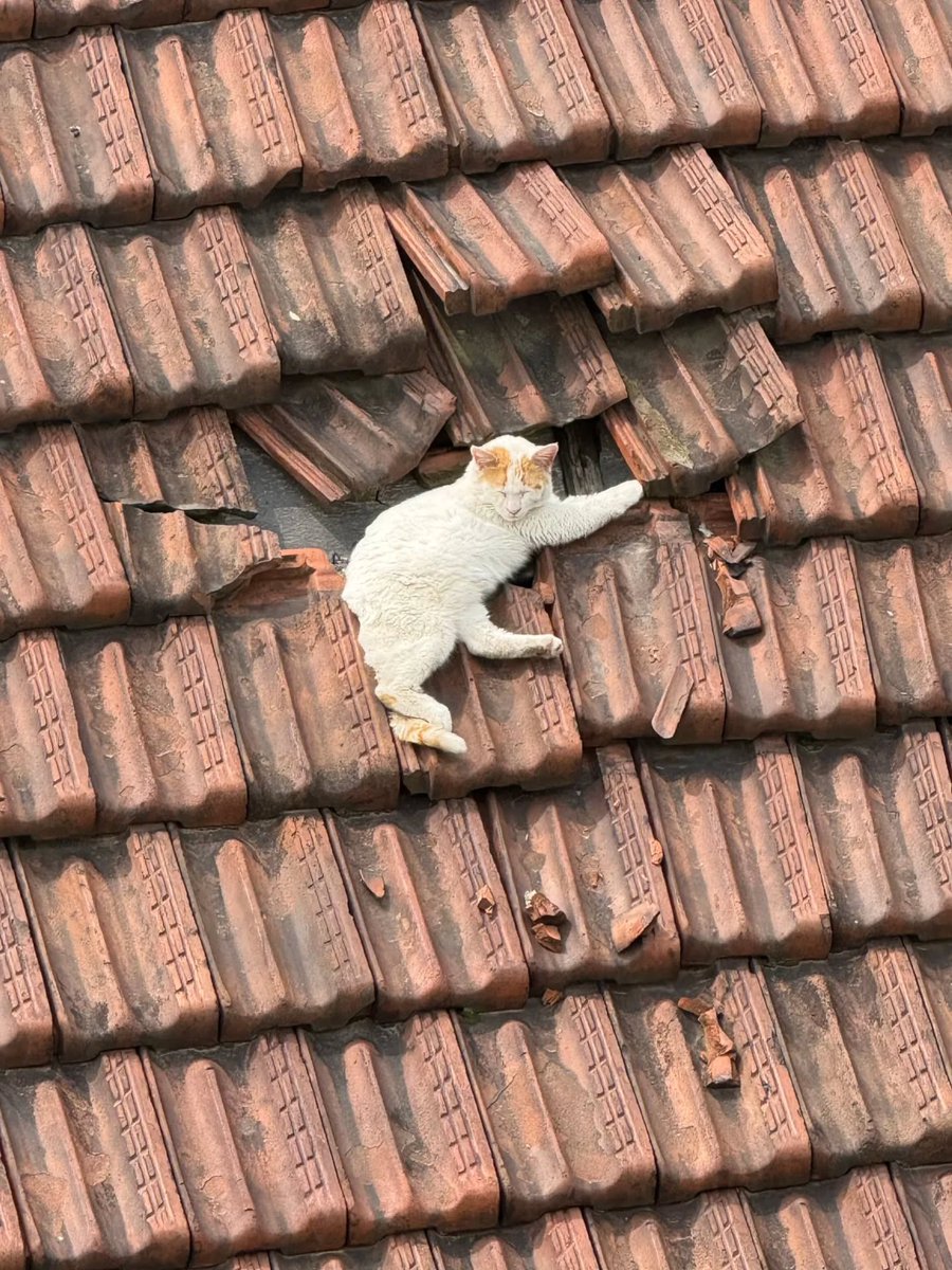 Cats for Happiness. tweet media