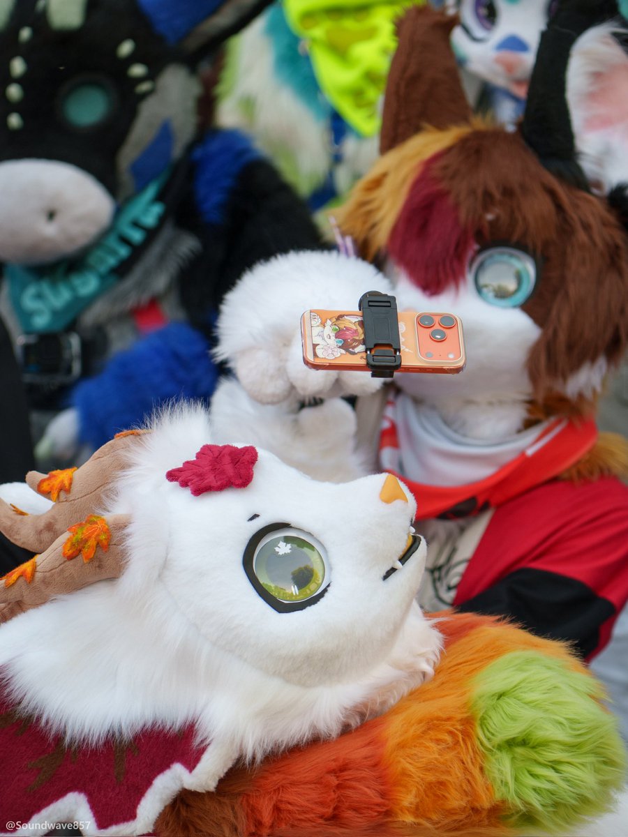 Patch the Cat tweet media