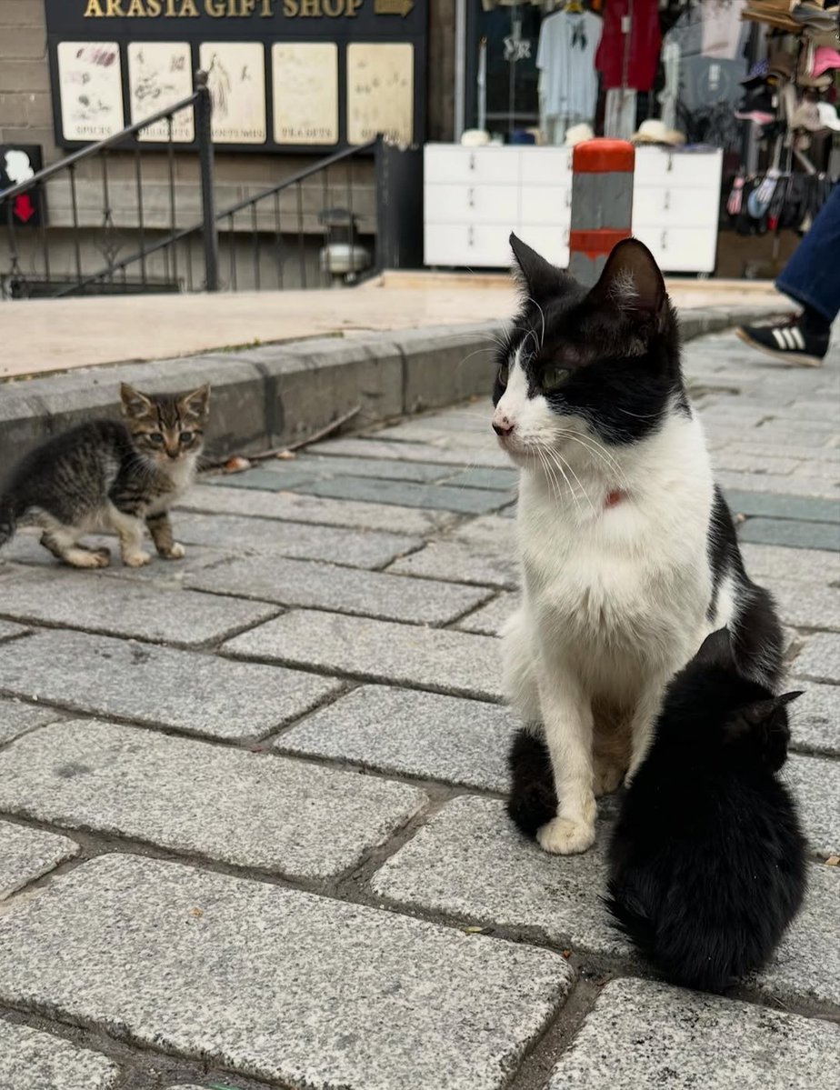 Daily Cat Posts tweet media