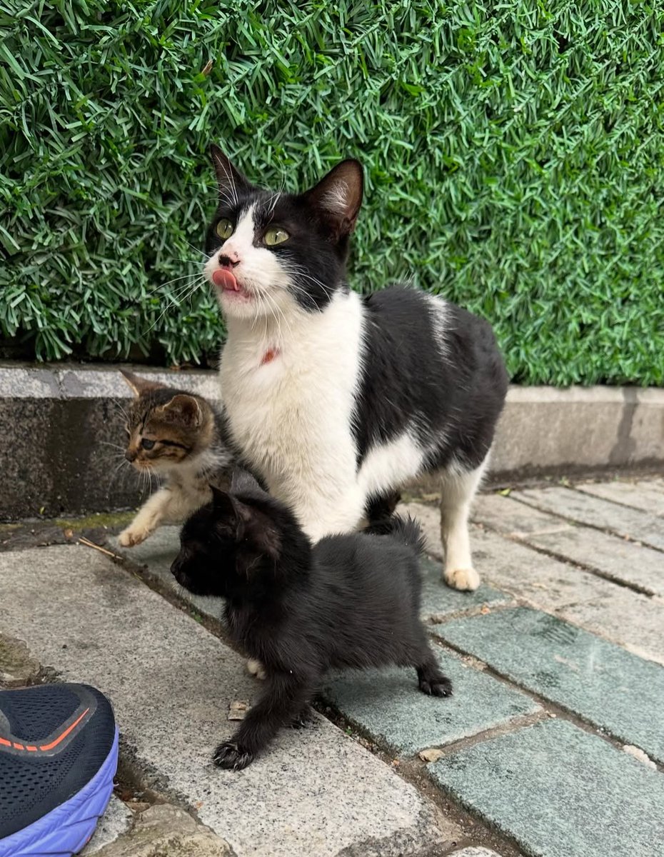 Daily Cat Posts tweet media