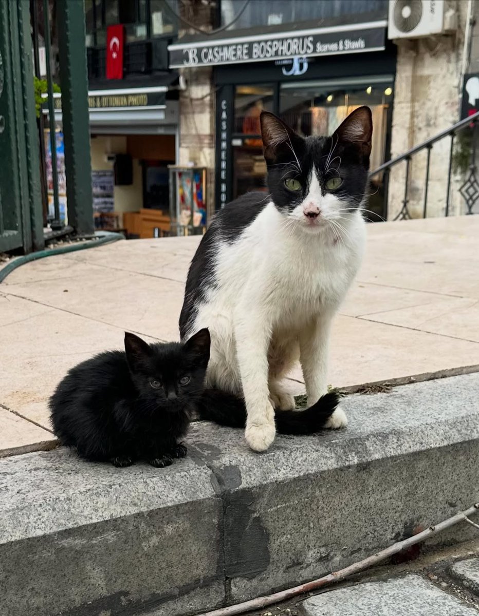Daily Cat Posts tweet media