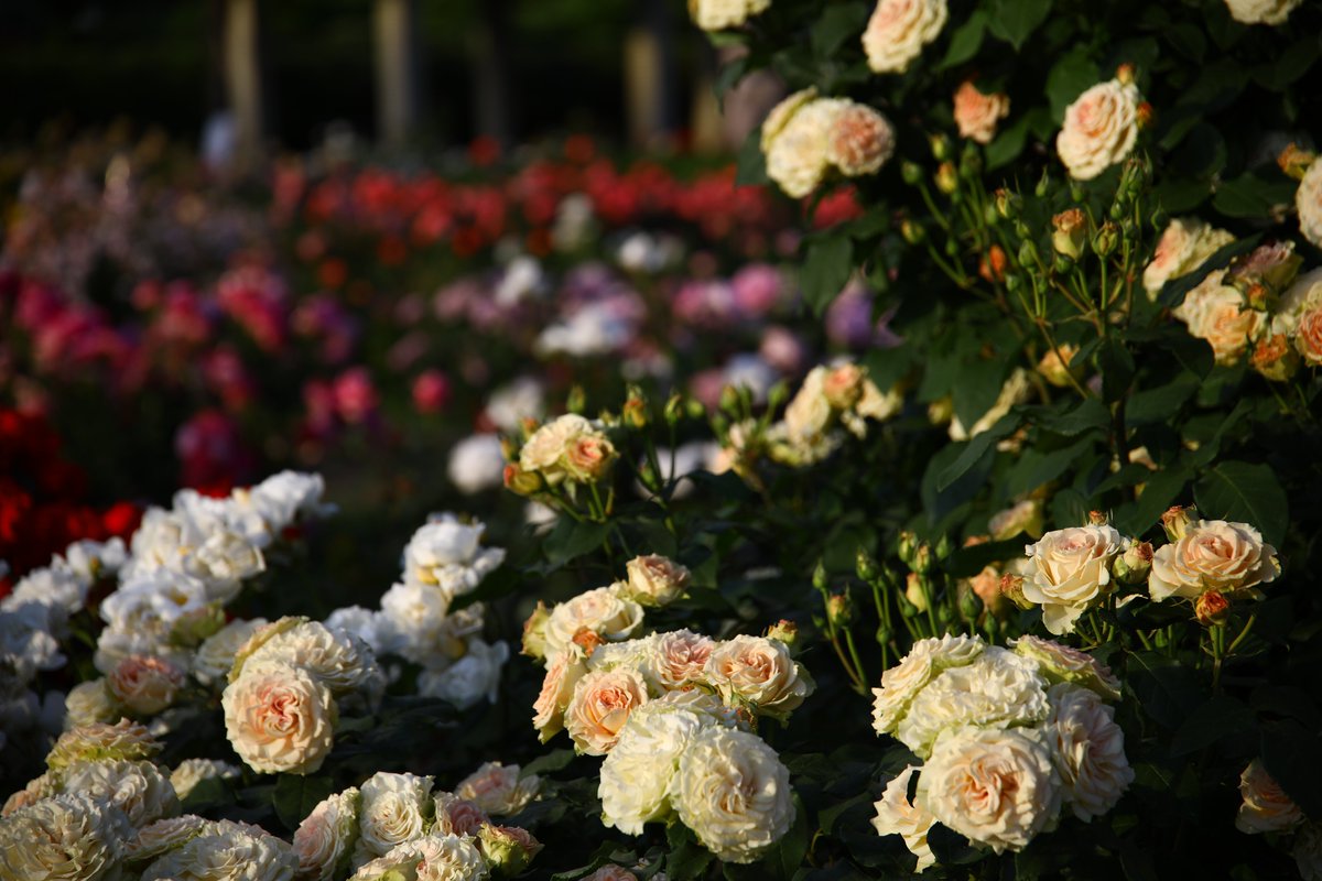 神代植物公園 【公式】 tweet media