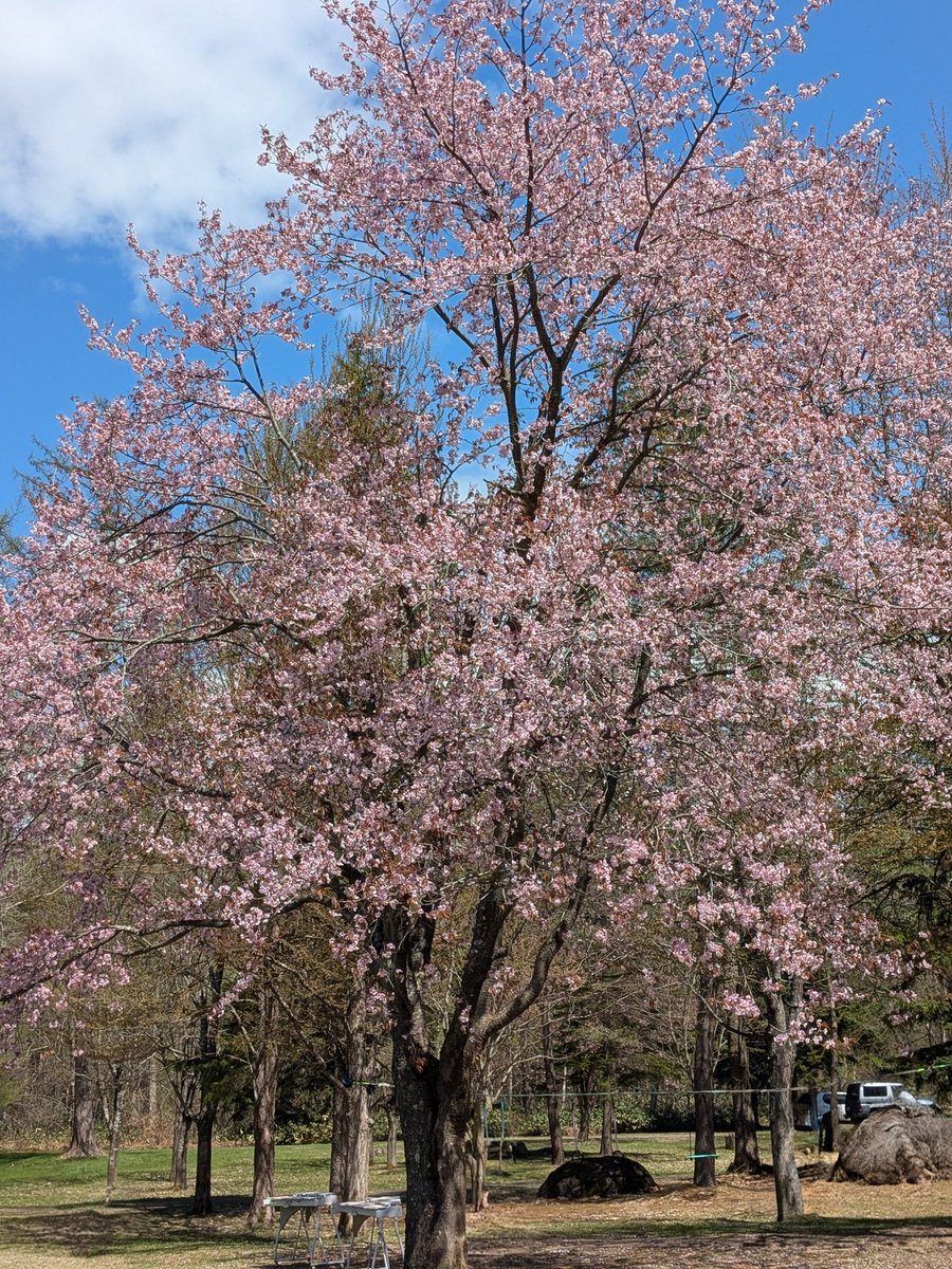 coko春🌸小春 tweet media