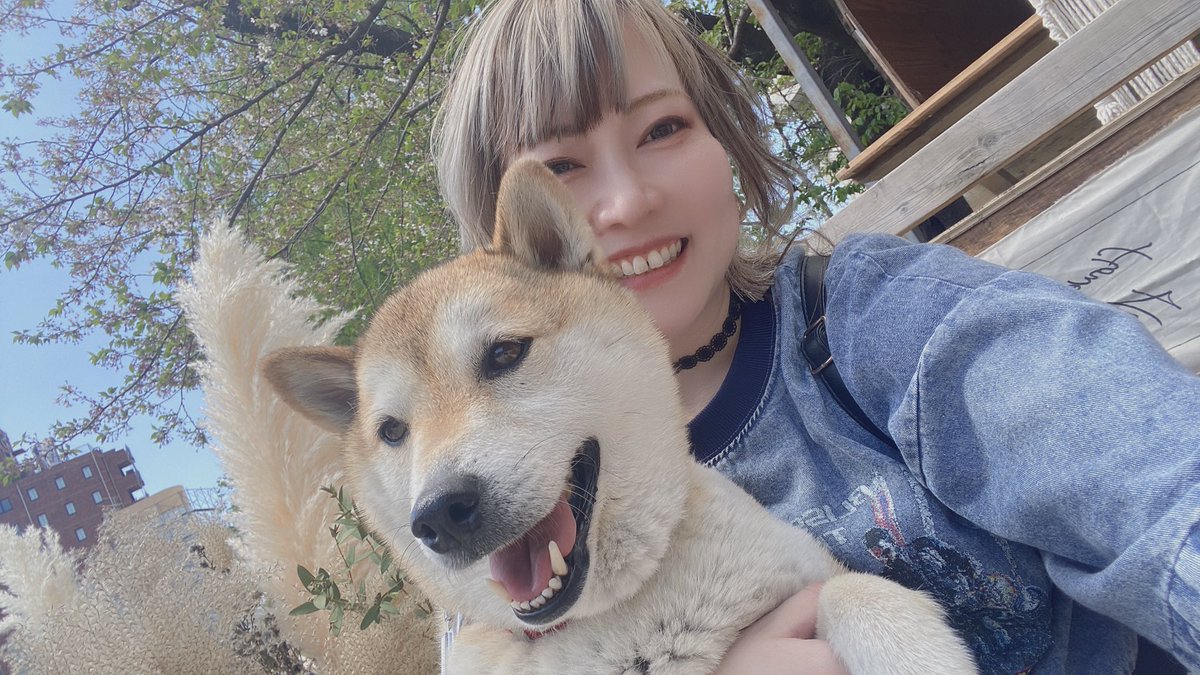 lovFuhka's tweet photo. 🌸おしらせ🌸

すごくどうしようもなく個人的なことですがこの度親バカが加速して、愛犬しば犬「ししまる」ちゃんと愛猫「とら」ちゃんのLINEスタンプを作りました( っ◜~◝c)♡

本当に皆様には関係のないことかもしれませんがぜひ買って使っていただけたら嬉しいです❣️❣️❣️

柴好きさんへ届け…！🙏 https://t.co/xCHmMssfR8