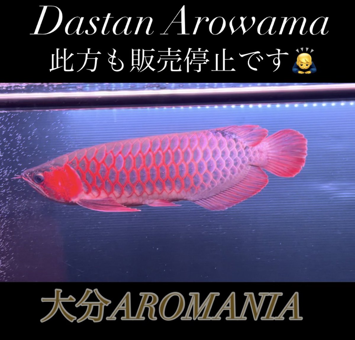 決まりそうなので一旦販売停止です🙇♂️ #紅龍 #スーパーレッド 決まりそうなので一旦販売停止です🙇♂️ #紅龍 #スーパーレッド