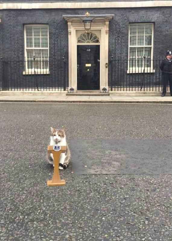 SpanielsSuper's tweet photo. Finally! #ThankGod
A sensible & reliable Prime Minister
The country is in #SafePaws
#PrimeMinisterPuss
#AboutTime https://t.co/2tW36ZHEmA