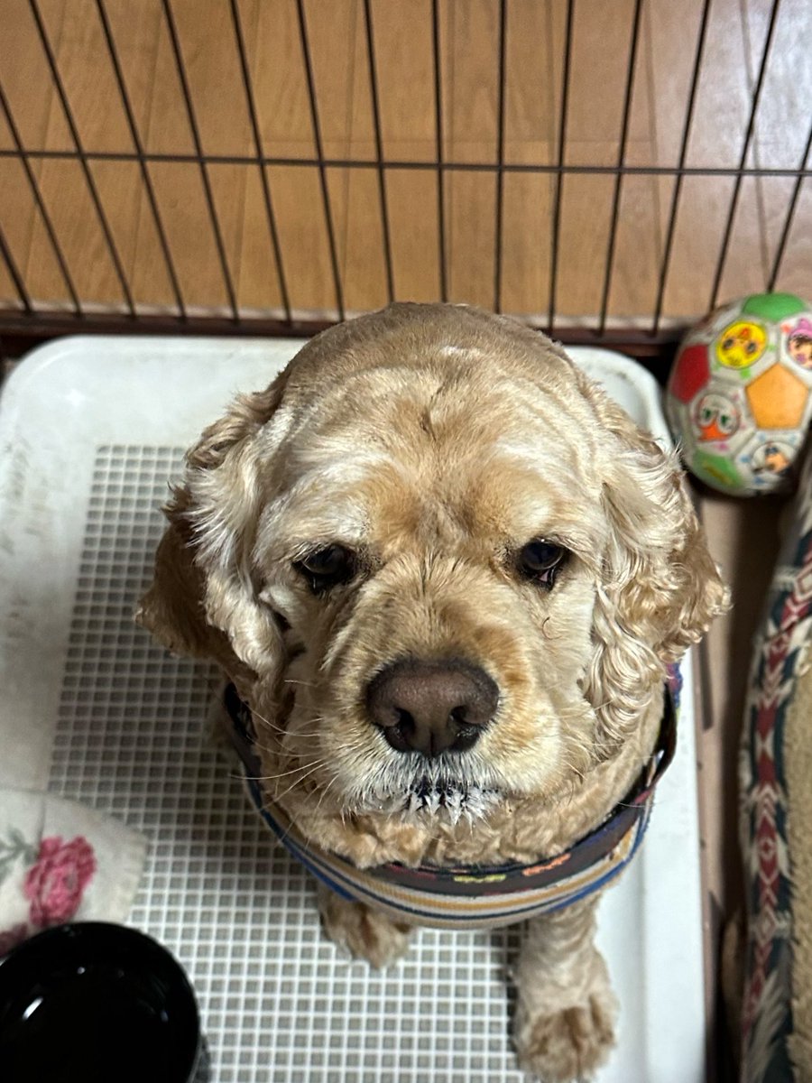 marronxchopper's tweet photo. しばらくは涼しくいられそうです🐶

#アメリカンコッカースパニエル https://t.co/WYR3yv6LGR