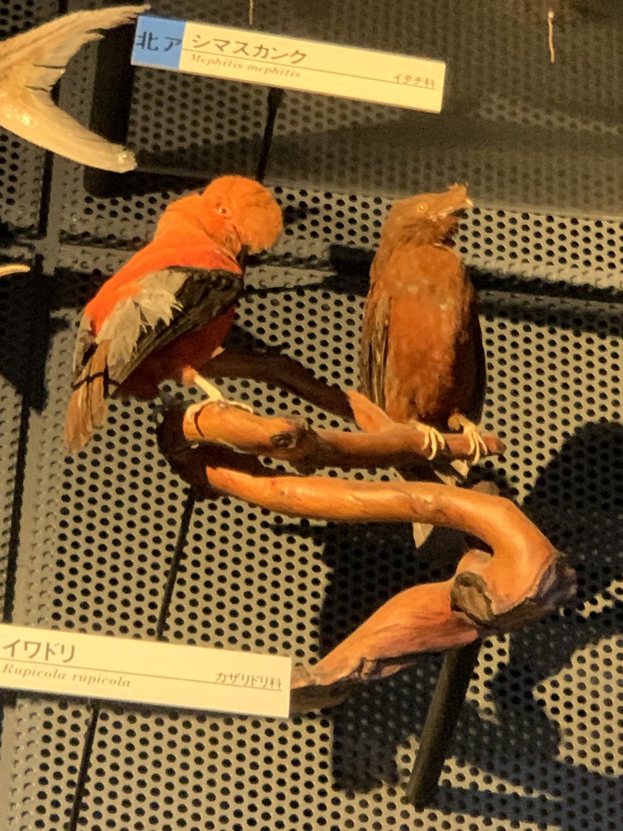 剥製てん 茨城自然博物館に行ったら、Twitterで話題の鳥さんの剥製が！！見た
