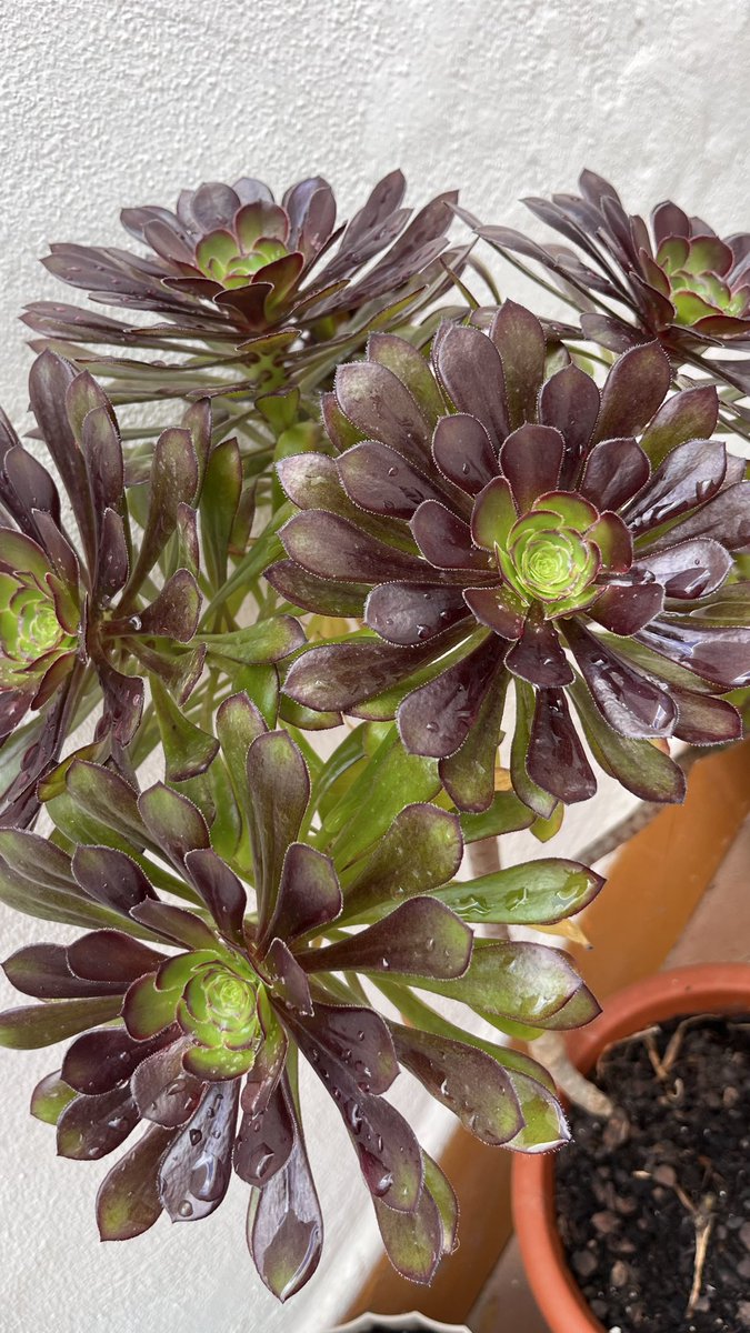 ZeStrawberri's tweet photo. Mis plantas son la representación viva de los avances en mi vida desde que me mudé aquí.
Ha habido algunas pérdidas, he tenido que preguntar qué les pasaba a algunas, pero estoy consiguiendo que crezcan, florezcan y las estoy compartiendo con mis amigas.
Y estoy muy orgullosa https://t.co/HeCo1Uxcf4