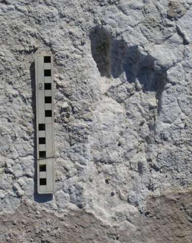 calotonterias's tweet photo. Huellas fosilizadas de hace 20.000 años, hechas por cazadores-recolectores. Se estima que corrían al menos a 37 km/h. Como un velocista olímpico, pero descalzos y en tierra.

Y tú creyendo que necesitas el dañino calzado moderno amortiguado, de talón elevado y dedos estrujados. https://t.co/QtKINGtbKw