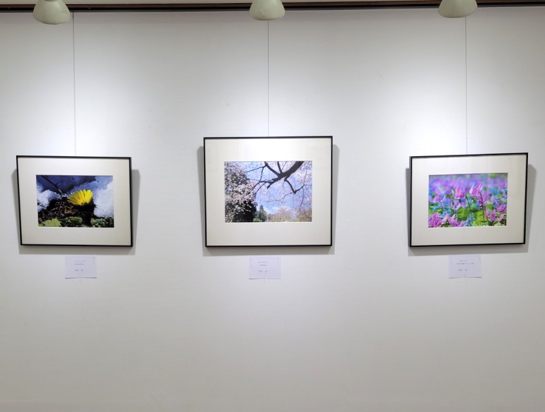 galleryinage's tweet photo. 【市民の展覧会】ギャラリー・いなげ第3展示室では、
5/12㈫～5/17㈰までフォトグループ道草による「花の写真展」を開催しています。フォトグループ道草は、日本古来の草花や風景を主として撮影を楽しみながら小中台公民館で活動されているグループです。是非ご覧ください！ https://t.co/YUU49hecf0