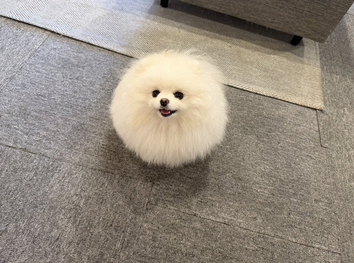 ポメラニアン ちょむ tweet media