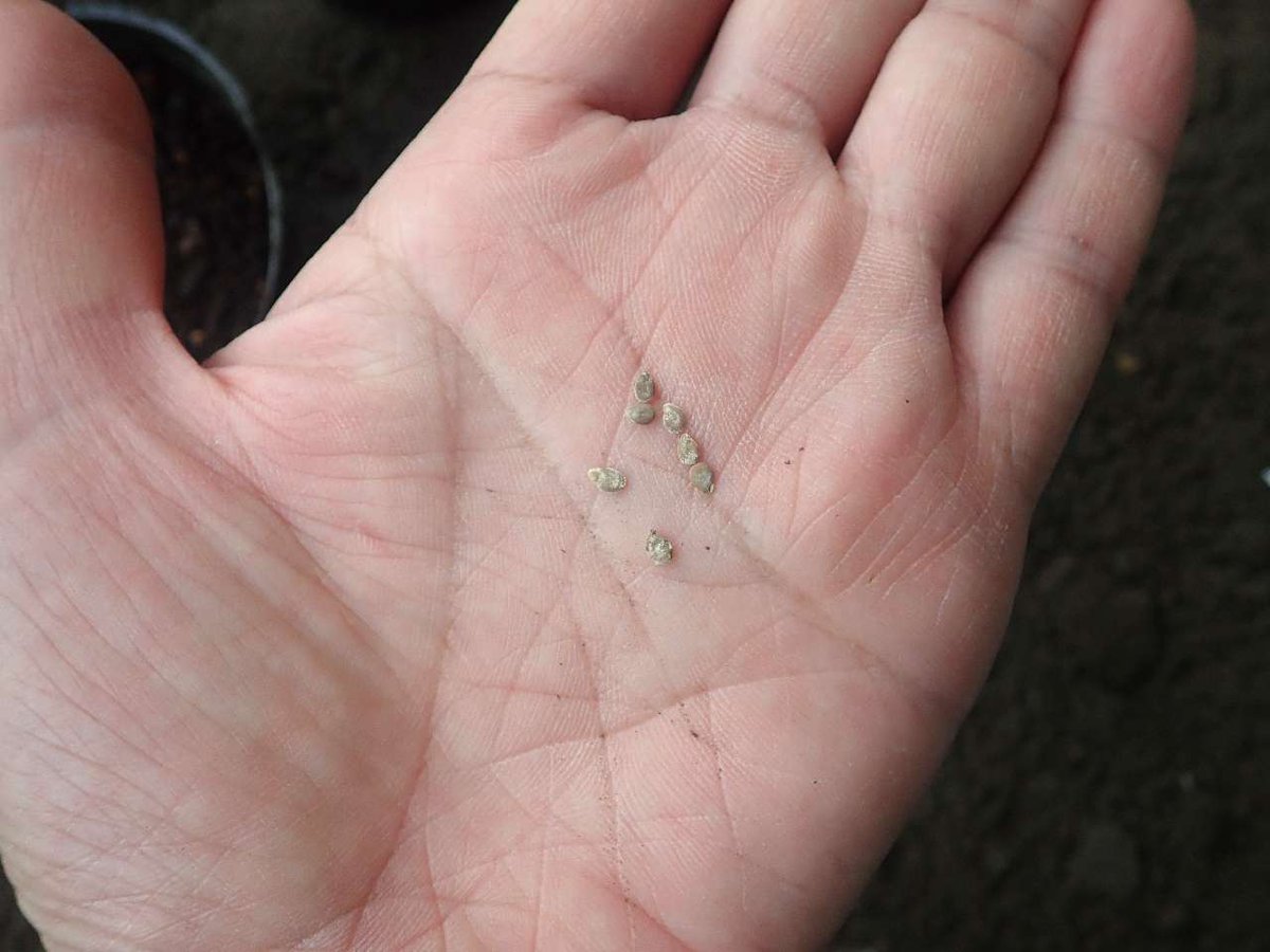 lycoptera12's tweet photo. 昨年から少しずつ野菜づくりをしていますが、昨年はキュウリを種から育ててうまくいったので、今年はトマトも種から育て始めました。
こんな小さな種からほんとにトマトの芽が出てしっかりした苗になるのか不安でしたが、すくすく育っていてうれしい。今までは栽培より採取派（山菜やキノコ）でしたが、野菜づくりはいろいろ勉強になります。
https://t.co/0QoWxAyLGG
#キュウリ栽培　#トマト栽培　#種から野菜づくり