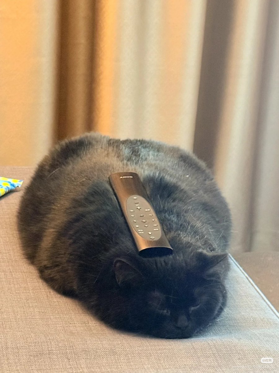 No Context Cats tweet media