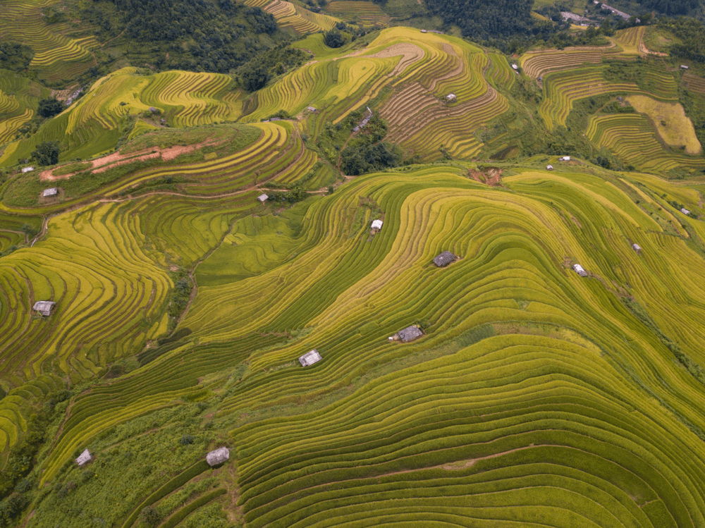 SPGEnergyAg's tweet photo. Philippines-Vietnam rice deal raises questions over pricing, implementation

▪️Target price $450/mt sits $54/mt below market
▪️Traders question deal's market impact

https://t.co/butID3xEsl https://t.co/FS2V3oZM3h