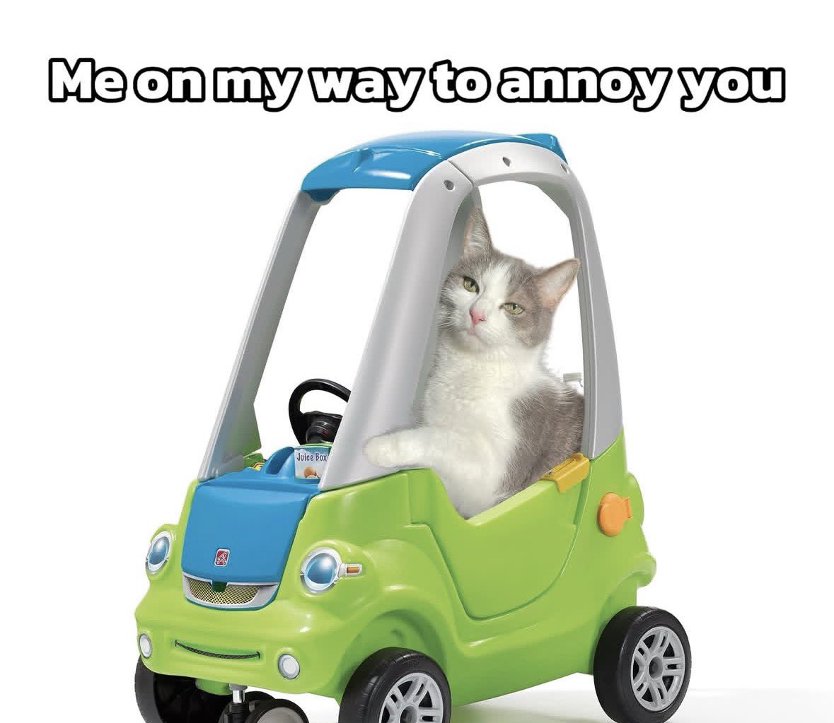 LiterallyMeCats tweet media