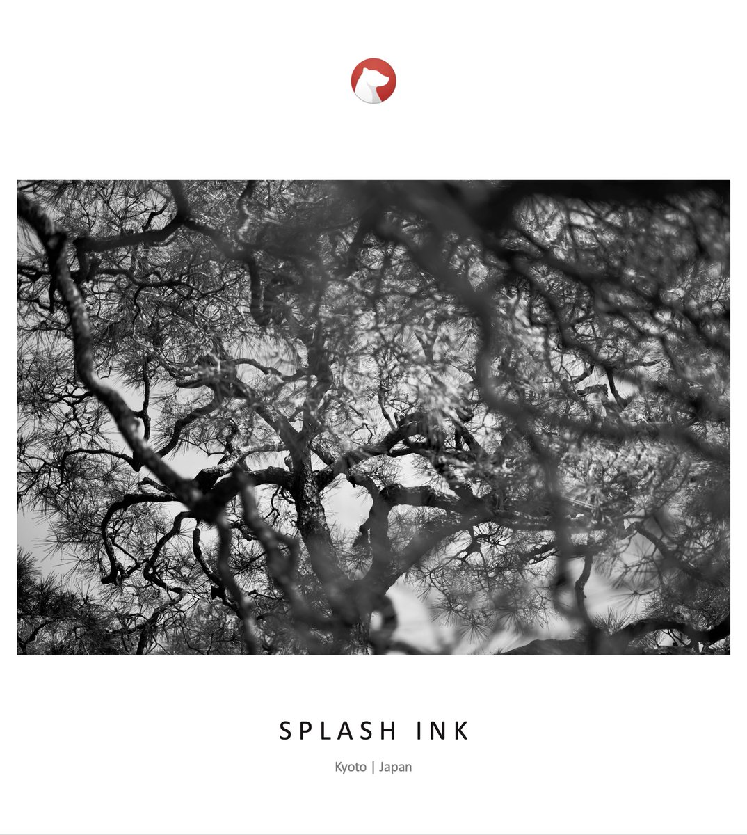 Himalaya_bear1's tweet photo. #Kyoto #splashink https://t.co/RYKknpws5Y