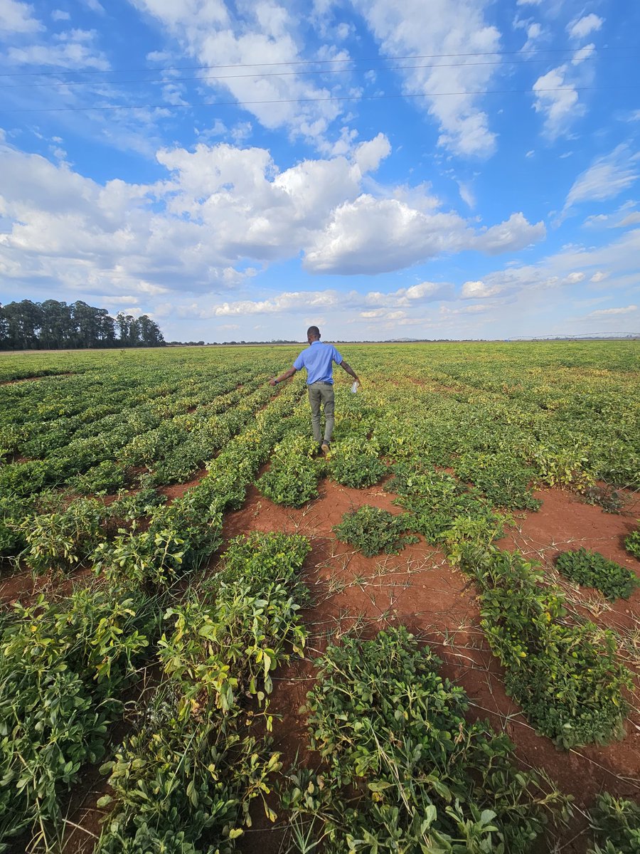 faraieric's tweet photo. 10ha of groundnuts
Don’t put all your hope in one crop.
We’re building systems around underutilised species so the farm stands strong when one crop fails. Risk mgnt , income security and soil health in one move
That’s diversification with purpose.
#FarmingSmart #Resilience https://t.co/P0SkASV9Is