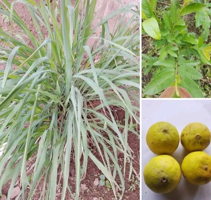fidipote98RKT's tweet photo. GENERAL INFÊCTION CLEANSER 

Get this items 
1) Lemon grass (ewe tea)
2) guava leave (ewe girofa)
3) Lime 2 (osan wewe 2)

Get lemon grass and guava leave in the same quantity wash it with clean water cut 2 lime into smaller pieces put it together inside the pot add clean water to boil it for 20 minutes drink It while warm one cup morning and night the remaining at night pour inside the bucket sit down on it let anüs inhale or perceive the heat do this for two weeks and says no to infectiõn like, gõnorrhea, staphylocõccus, toilêt infectiõn, yeast infectiõn etc.