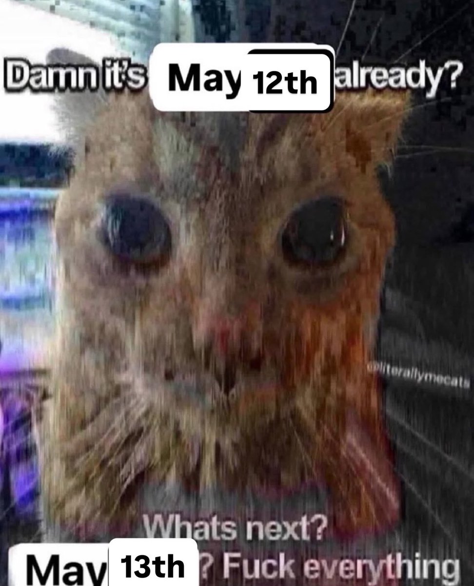 LiterallyMeCats tweet media