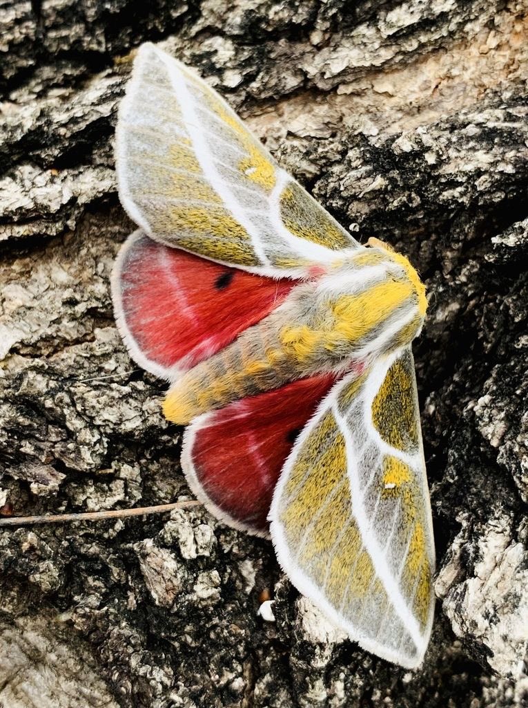 moth tweet media