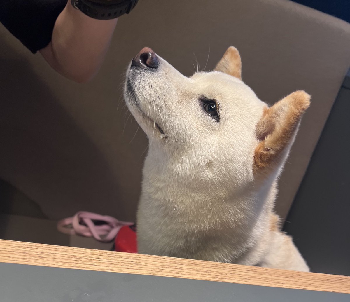 豆柴🐕エルとタケル tweet media
