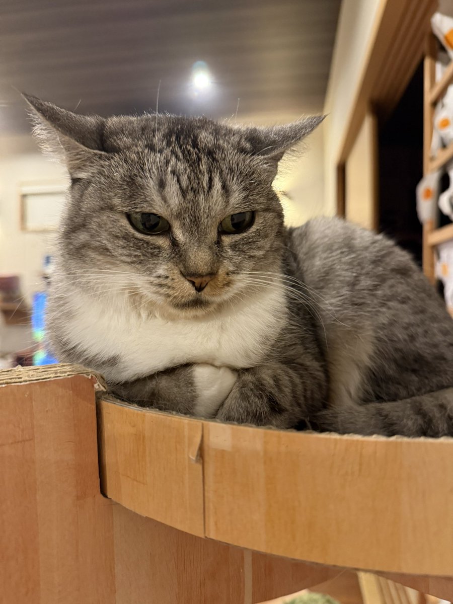 ココニャ@猫写真集、発売中! tweet media