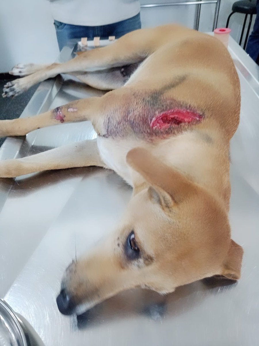 EmbarkLK's tweet photo. Browny 🐾

Browny was brought to us after a road traffic accident with a deep wound on the forelimb 💔
The injury requires suturing under general anesthesia, and blood tests have been done as we await the results 🩺

Please keep Browny in your thoughts as we continue his care 🤍

#EmbarkLK #RescueUpdate #StreetDogCare #AnimalRescueSL #EveryLifeMatters