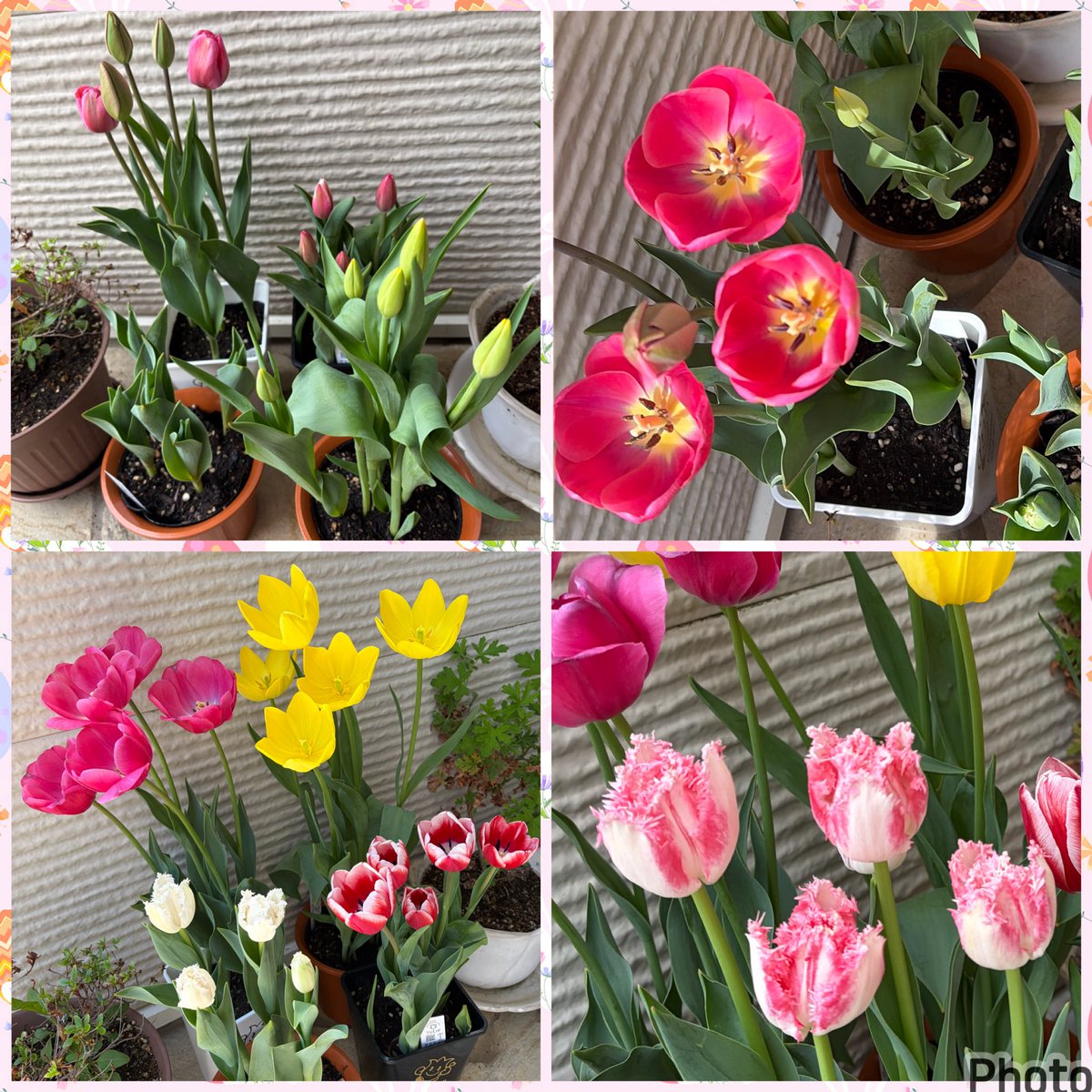 natuyon's tweet photo. となみチューリップフェアで買ってきた苗🌷
名前はカローラ、ポール・マッカートニー、フレンドシップ、ネグリジェ。
花はネグリジェ以外は終わってしまったけど、球根を大事にして来年も咲かすぞ💝
今年は暑くて咲くのも終わるのも早かった💦
 #となみチューリップフェア https://t.co/KFXSrLgGKB