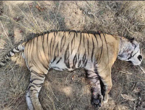 Greetoeresorts's tweet photo. Bandhavgarh has lost one of its own💔
Pujari, a 9-10 year old tourist-favourite male tiger, was found dead on May 11 in the Khitauli range.
A territorial fight. A silent jungle. A massive loss. Rest in the wild, Pujari.
#Pujari #BandhavgarhTigerReserve #TigerDeath #WildIndia https://t.co/9kd80RKO8S