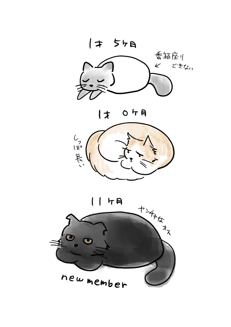 ni_ll_'s tweet photo. 結構前ですがうちに新しい猫が来ました🐈‍⬛ https://t.co/096DeoG0li