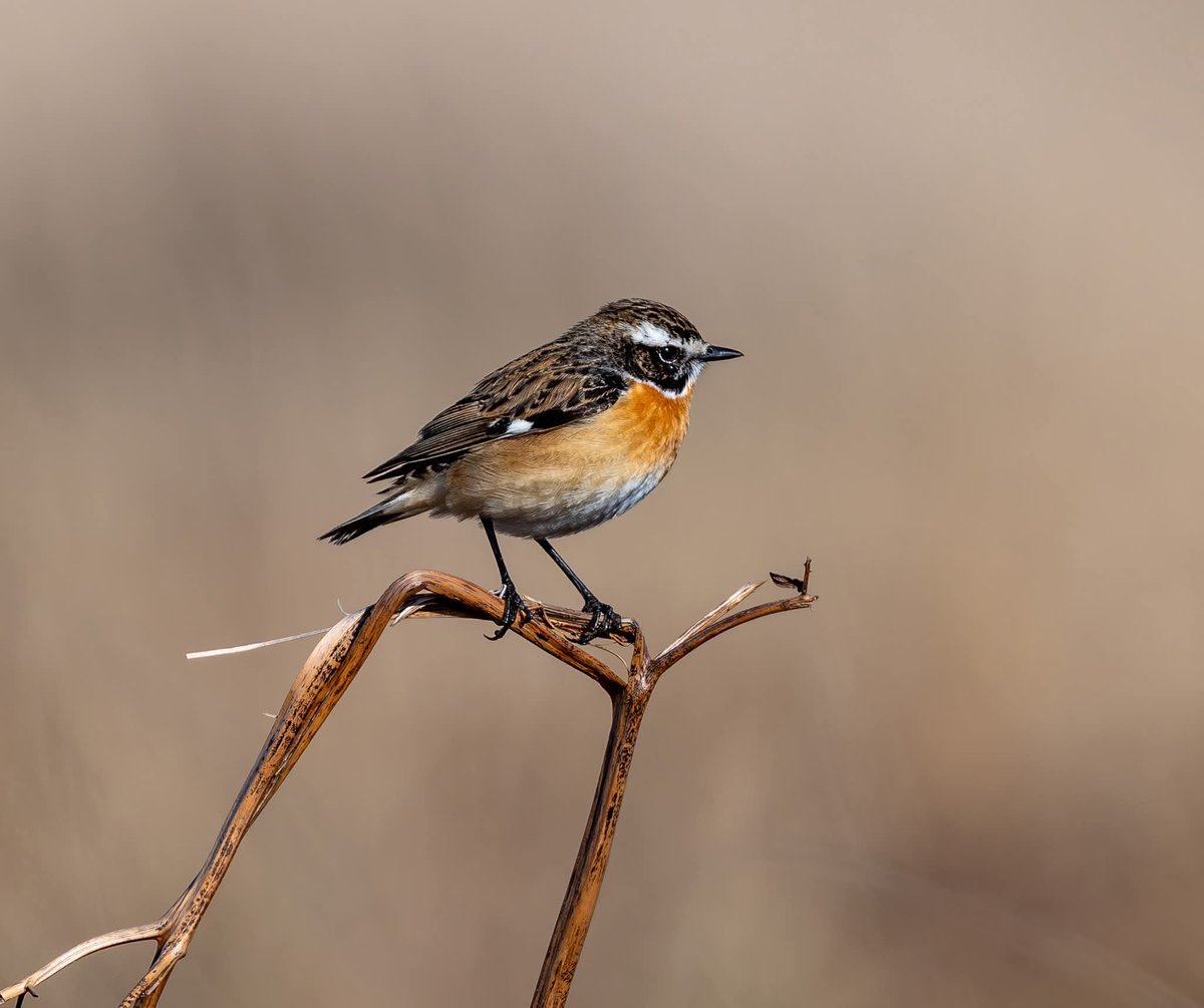 ShaunORourke7's tweet photo. Whinchat seen on Sunday morning in the Peak District,  great to see so many returning to breed @Derbyshirebirds @peakdistrict #bird #birds ##birdwatching #wildlifephotography #wildlife #NaturePhotography #NatureLovers @UKNikon #birdphotography https://t.co/HAPxRBv69B