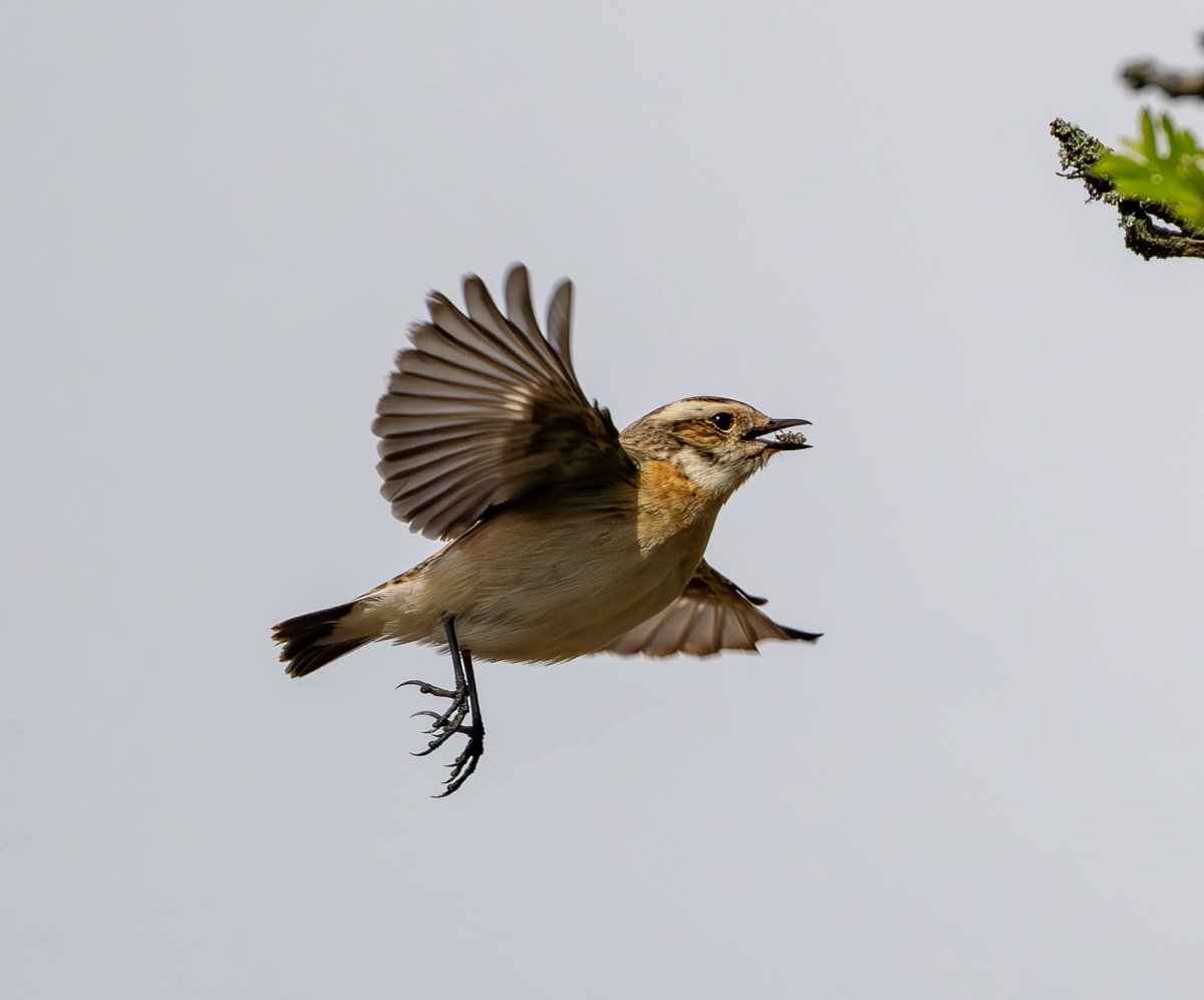 ShaunORourke7's tweet photo. Whinchat seen on Sunday morning in the Peak District,  great to see so many returning to breed @Derbyshirebirds @peakdistrict #bird #birds ##birdwatching #wildlifephotography #wildlife #NaturePhotography #NatureLovers @UKNikon #birdphotography https://t.co/HAPxRBv69B