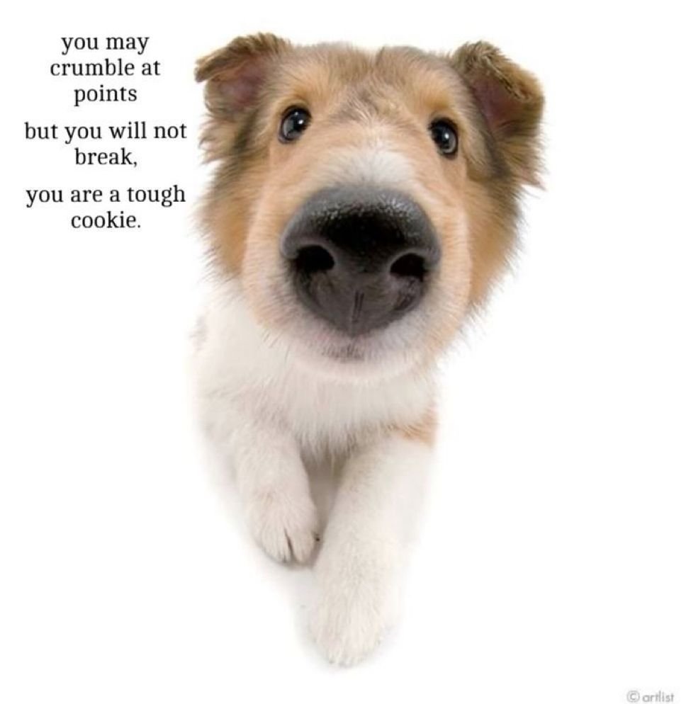 Dog tweet media