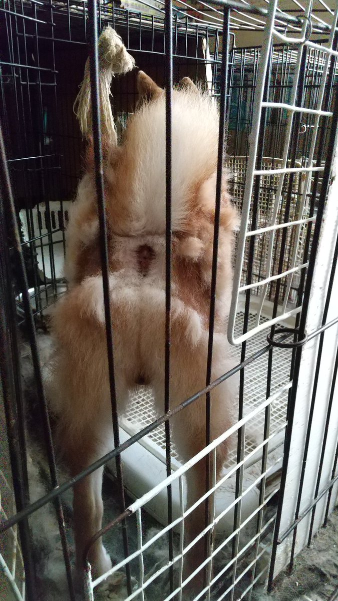 Mashilo_sou's tweet photo. むしりたいっ！
柴犬の換毛期。この子は、ブラッシングが嫌いなので、ちょっと触っただけでむしった毛を取り戻しに来ます。

#ましろ荘 #柴犬 #換毛期 https://t.co/G0o6qezhhA