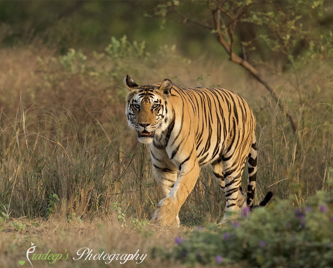 Pradeep39914647's tweet photo. Not every shadow in the jungle is harmless, some wear stripes. First safari with another head on sighting for us π πͺπ»π―
#TheHat #tigerpradeepsingh #indianwildlifeexpeditions #tigerprasangsingh #tigerrudraveersingh
#pradeepswildlifeexpeditions #tigersafariwithpradeepsingh https://t.co/BRZgLDYFst