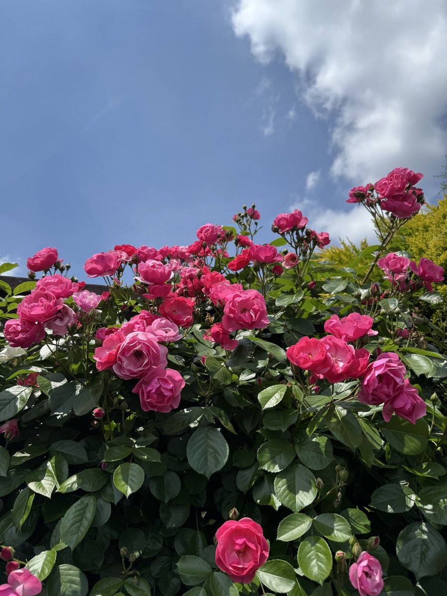 バラが満開だった🌹✨