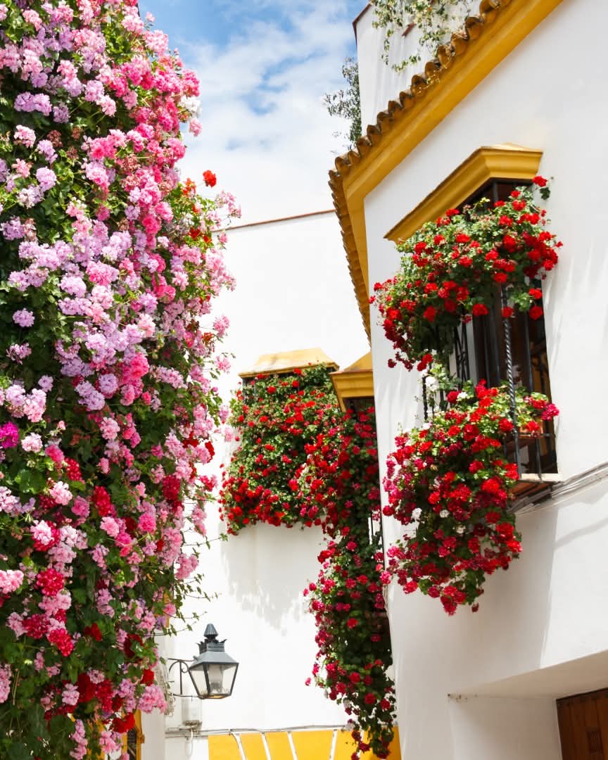 cordoba la bella tweet media