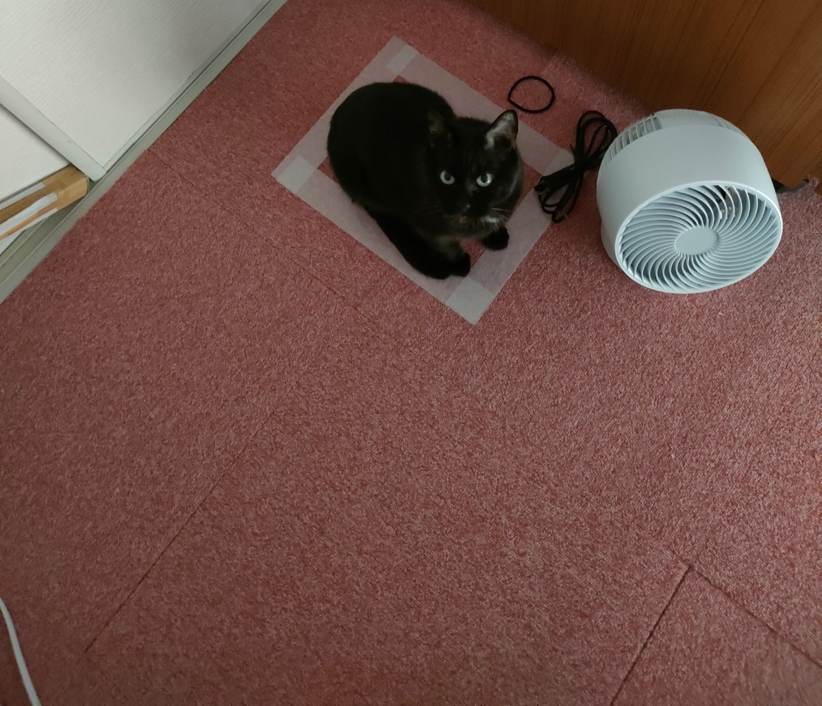 greencorebando's tweet photo. 今日もお疲れ様でした～✨
明日頑張りましょう🎶

今日は四角に収まっているラムさん🐱❤
落ち着くのかなあ～🤔
#企業公式がお疲れ様を言い合う
#企業公式相互フォロー
#坂東市　#猫　#猫好き https://t.co/cKKSO4MZ7k