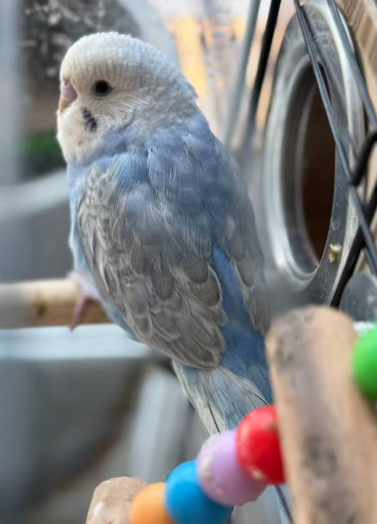 dpppps|Bird🕊️ tweet media