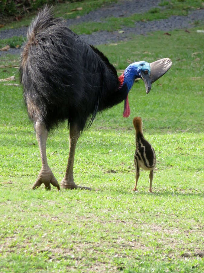 Real_Cassowary's tweet photo. Let’s start from the beginning again. I’m no longer going to give shoutouts to the dinosaur accounts. There are already multiple dino accounts that gained hundreds of followers because of me.✨

If you support me, leave a comment. If you don’t, feel free to unfollow. 
#animaltwt https://t.co/zYJfGEWfac