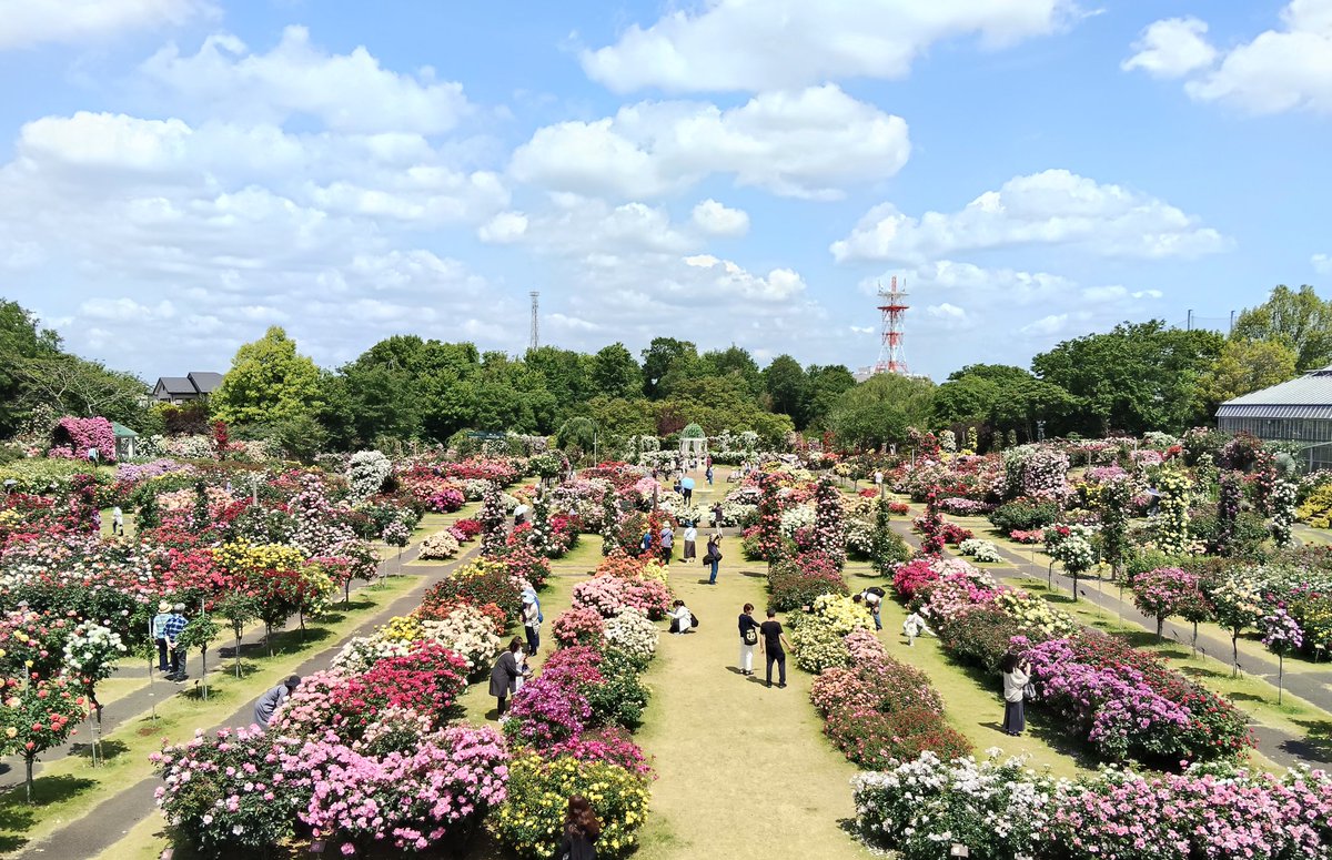 shi00222's tweet photo. 前から一度行ってみたかった京成バラ園へ。圧倒的なバラの数！見応えがありました😍 https://t.co/WF6BMb3YOt
