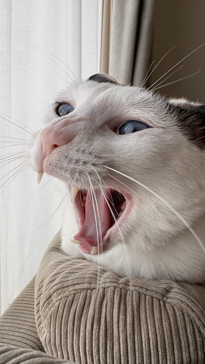 アクビ猫つくね🐾 (@tsukune216) / Posts / X